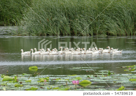 Goose, lotus flower, Ansan city, Gyeonggi-do Goose, lotus flower, Ansan city, Gyeonggi-do 54789619