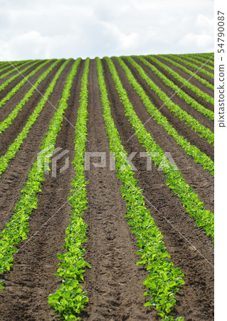 Taking a summer landscape of soybean field in Hokkaido Toyako Town 54790087