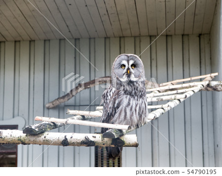 Please allow it to fly. Great grey owl with 54790195
