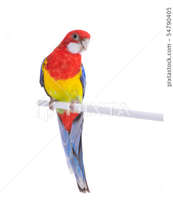 parrot Rosella parrot isolated 54790405