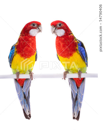 two parrot Rosella parrot isolated 54790406