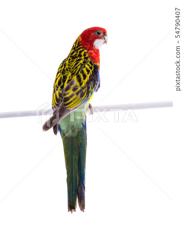 parrot Rosella parrot isolated parrot Rosella parrot isolated 54790407