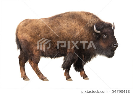 bison isolated on white 54790418