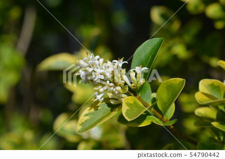 Golden privet 54790442