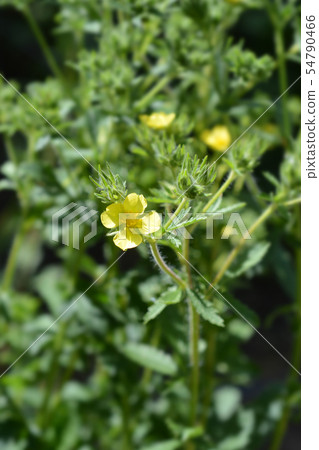 Tall Cinquefoil Tall Cinquefoil 54790466