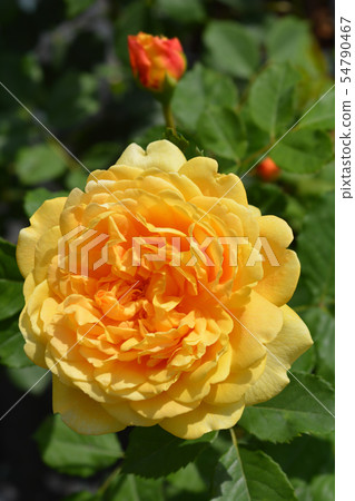 Rose Graham Thomas Rose Graham Thomas 54790467