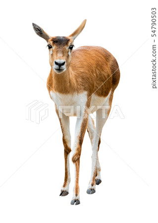 antelope (Antilope cervicapra) isolated 54790503