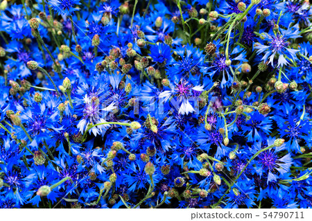 Bouquet of field summer Centaurea flowers Bouquet of field summer Centaurea flowers 54790711