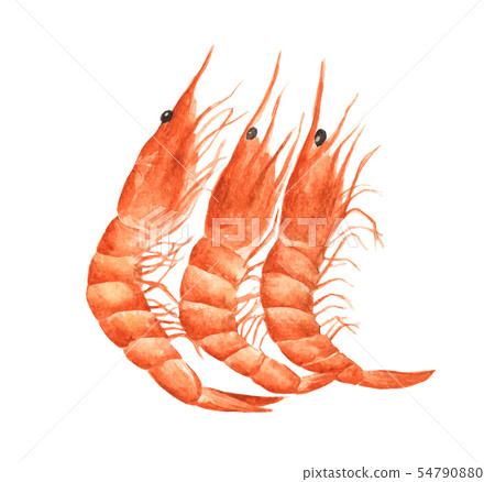Red prawn or shrimp. Watercolor illustration. 54790880