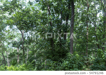 Okgu Park, Siheung City, Gyeonggi-do Okgu Park, Siheung City, Gyeonggi-do 54791246