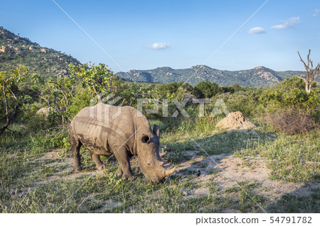 Southern white rhinoceros in Kruger National park, 54791782