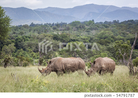 Southern white rhinoceros in Kruger National park, 54791787