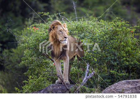 African lion in Kruger National park, South Africa African lion in Kruger National park, South Africa 54791838