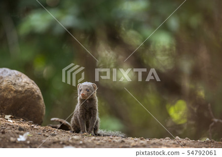Common dwarf mongoose in Kruger National park, Common dwarf mongoose in Kruger National park, 54792061