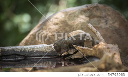 Common dwarf mongoose in Kruger National park, 54792063