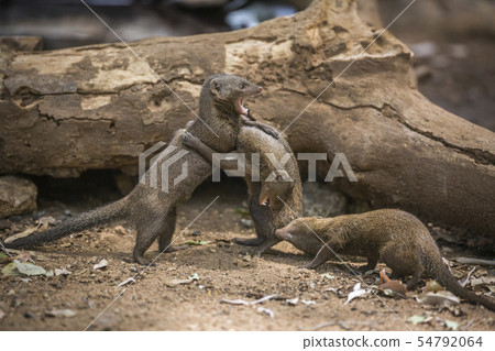 Common dwarf mongoose in Kruger National park, Common dwarf mongoose in Kruger National park, 54792064