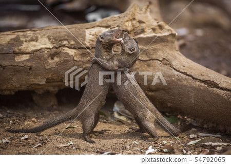 Common dwarf mongoose in Kruger National park, 54792065