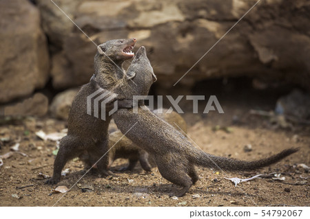 Common dwarf mongoose in Kruger National park, Common dwarf mongoose in Kruger National park, 54792067