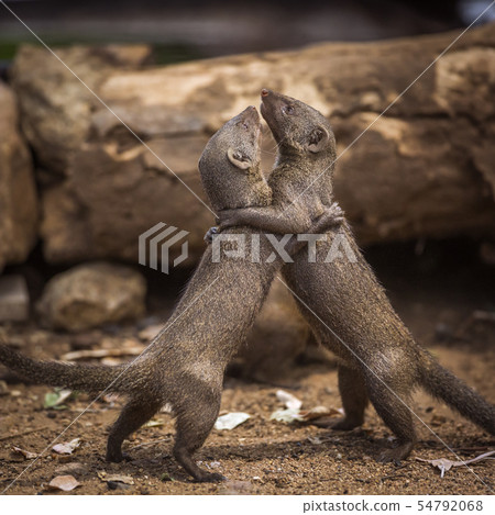 Common dwarf mongoose in Kruger National park, Common dwarf mongoose in Kruger National park, 54792068