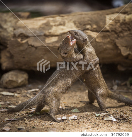 Common dwarf mongoose in Kruger National park, 54792069