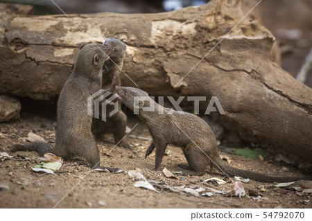Hippopotamus in Kruger National park, South Africa 54792070