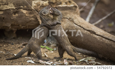 Hippopotamus in Kruger National park, South Africa 54792072