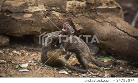 Hippopotamus in Kruger National park, South Africa 54792074