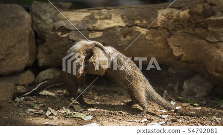 Hippopotamus in Kruger National park, South Africa 54792081