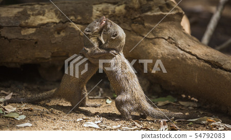 Hippopotamus in Kruger National park, South Africa 54792083