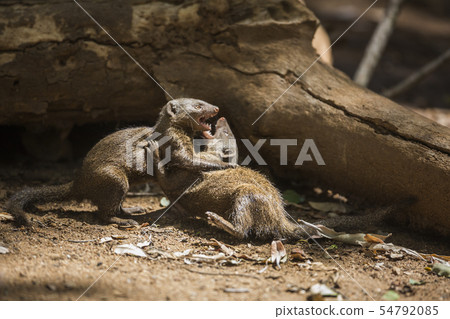 Hippopotamus in Kruger National park, South Africa 54792085