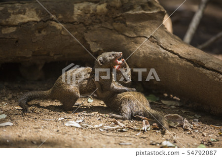 Hippopotamus in Kruger National park, South Africa 54792087
