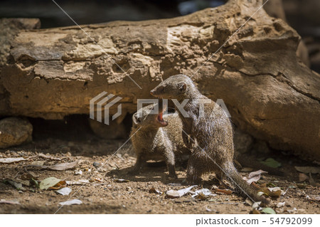 Hippopotamus in Kruger National park, South Africa 54792099