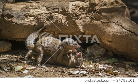 Hippopotamus in Kruger National park, South Africa Hippopotamus in Kruger National park, South Africa 54792101