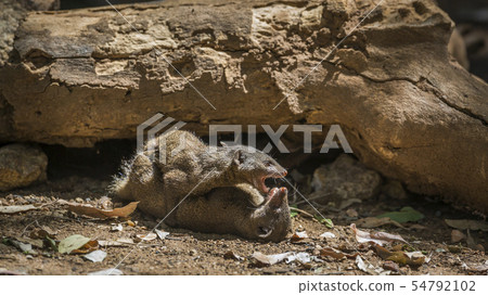 Hippopotamus in Kruger National park, South Africa 54792102