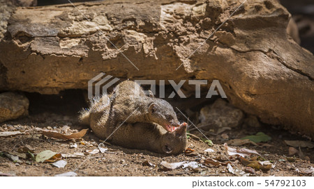 Hippopotamus in Kruger National park, South Africa 54792103