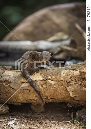Hippopotamus in Kruger National park, South Africa 54792104