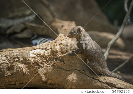 Hippopotamus in Kruger National park, South Africa Hippopotamus in Kruger National park, South Africa 54792105