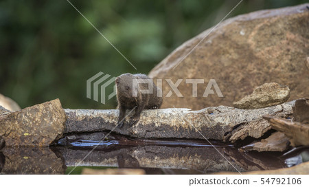 Hippopotamus in Kruger National park, South Africa 54792106