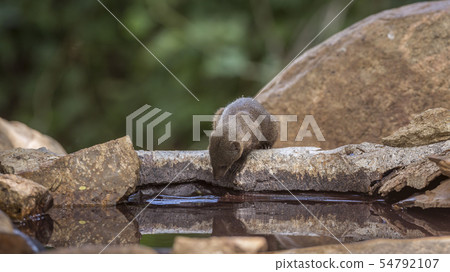 Hippopotamus in Kruger National park, South Africa 54792107