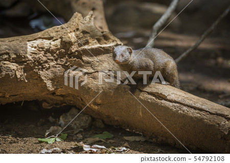 Hippopotamus in Kruger National park, South Africa 54792108