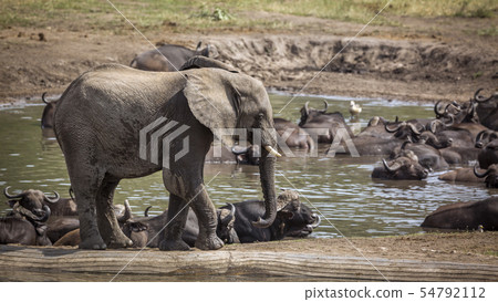 African bush elephant in Kruger National park, 54792112