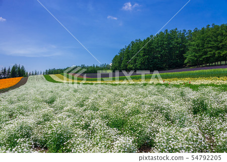 Farm Tomita 54792205