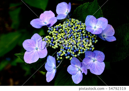hydrangea hydrangea 54792319