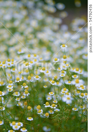 Chamomile 54792456