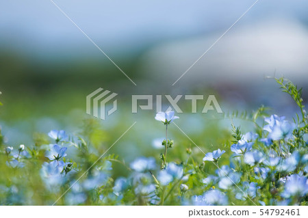 Nemophila 54792461