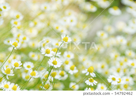 Chamomile Chamomile 54792462