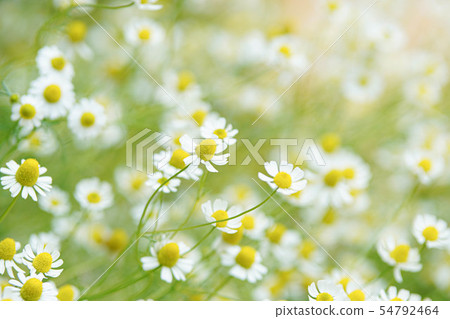 Chamomile 54792464