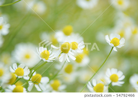 Chamomile Chamomile 54792466