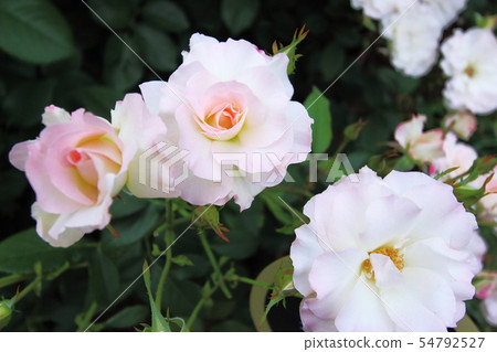 Pink roses Pink roses 54792527