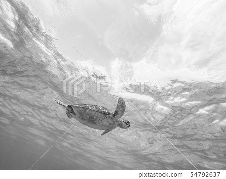 Sea turtle swimming freely in the blue ocean. Sea turtle swimming freely in the blue ocean. 54792637